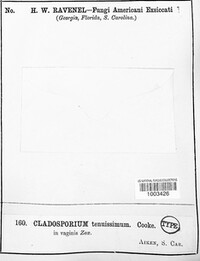 Cladosporium tenuissimum image